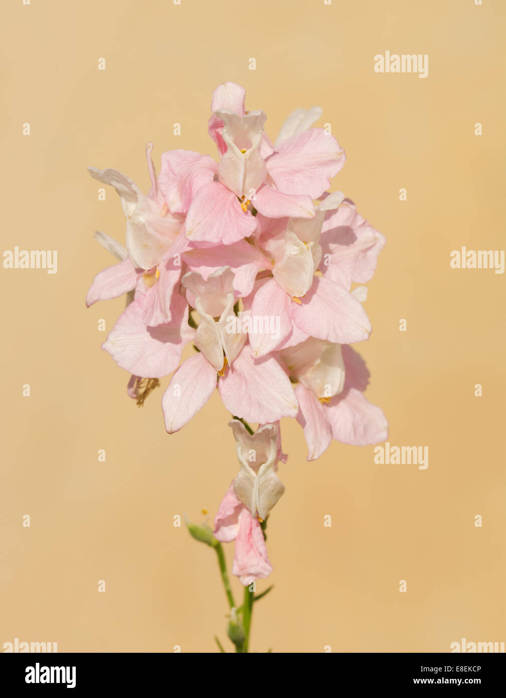 Delicate pink Larkspur flowering against light orange background Stock Photo