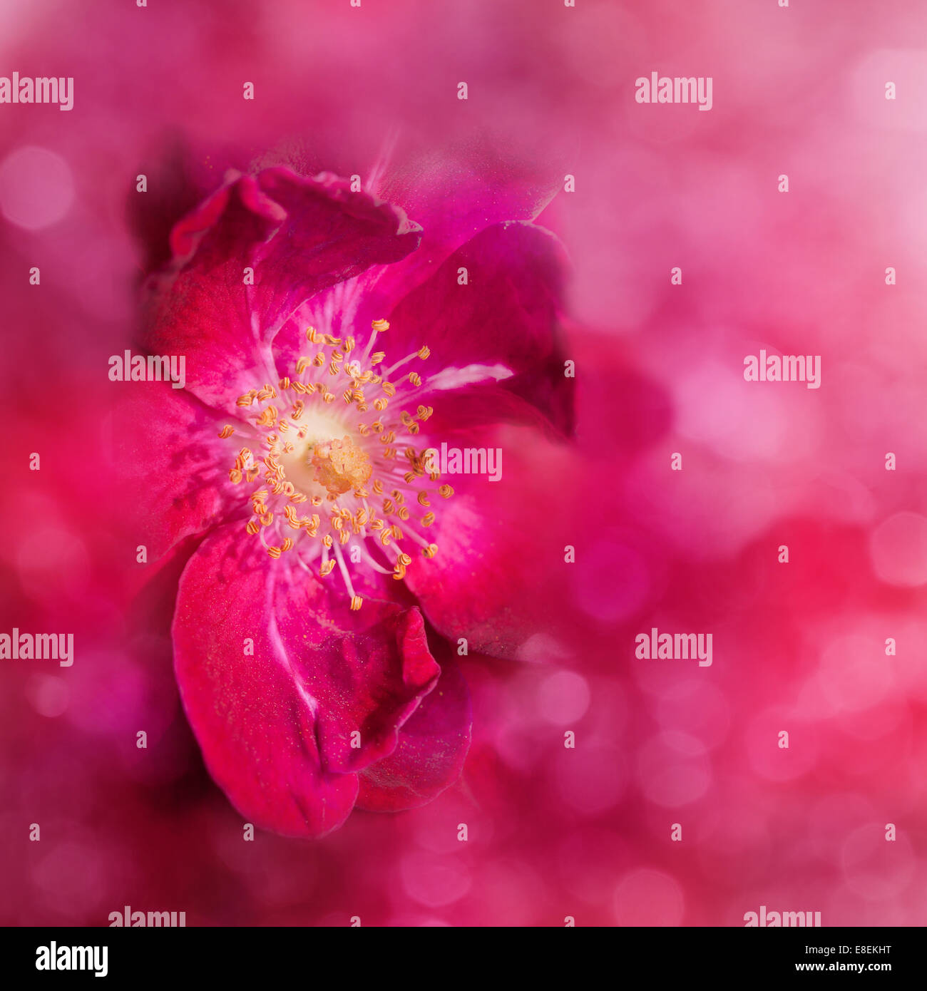 Dreamy, abstract image of a red rose, with bokeh Stock Photo