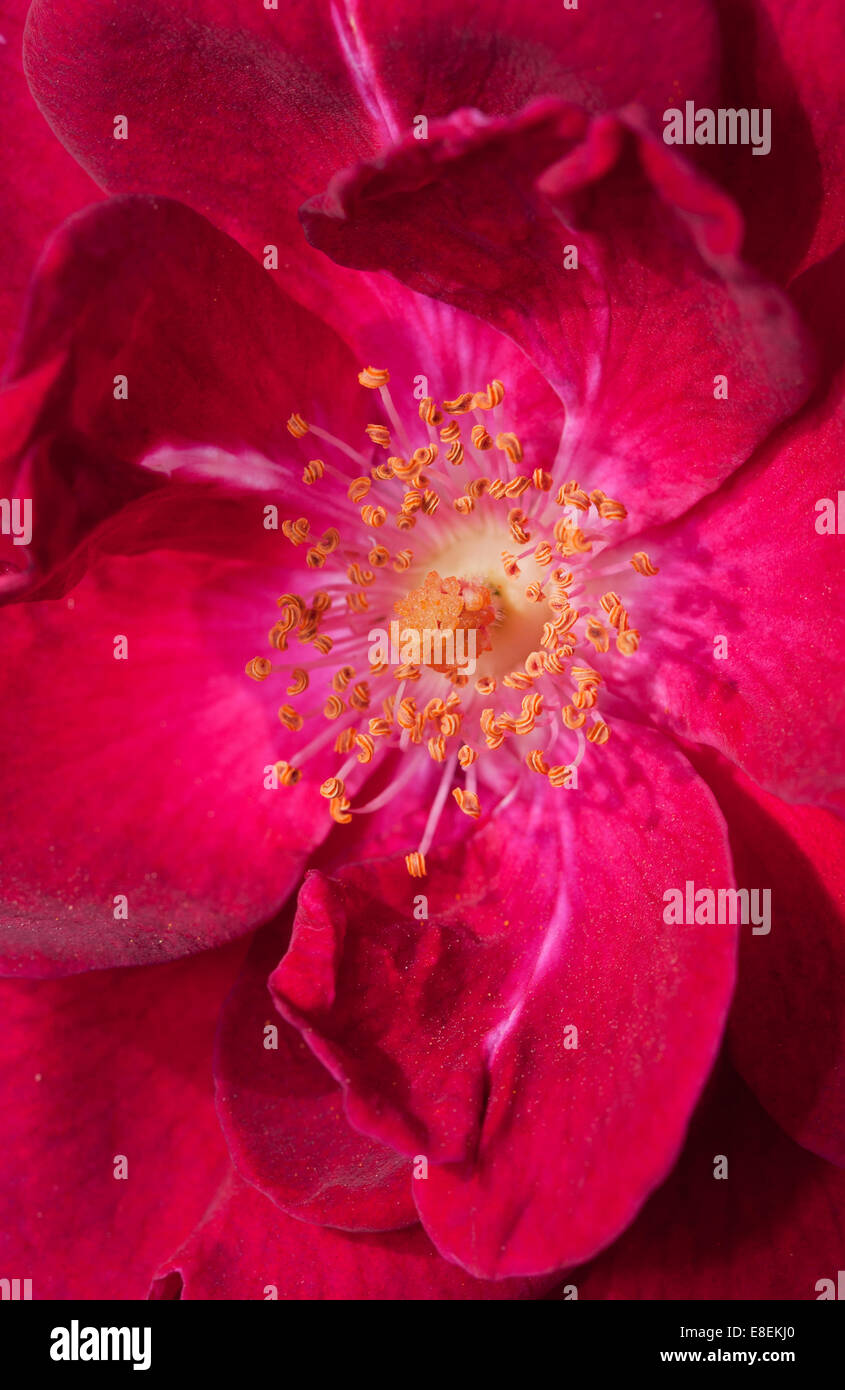 An abstract macro image of a  deep red rose Stock Photo
