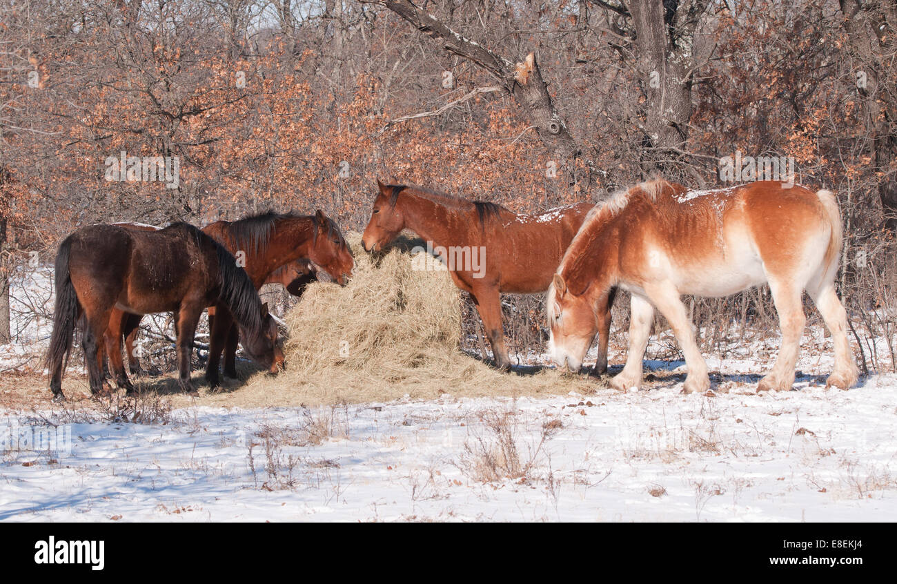 Horses eating hay off of a round bale in pasture on a sunny, snowy