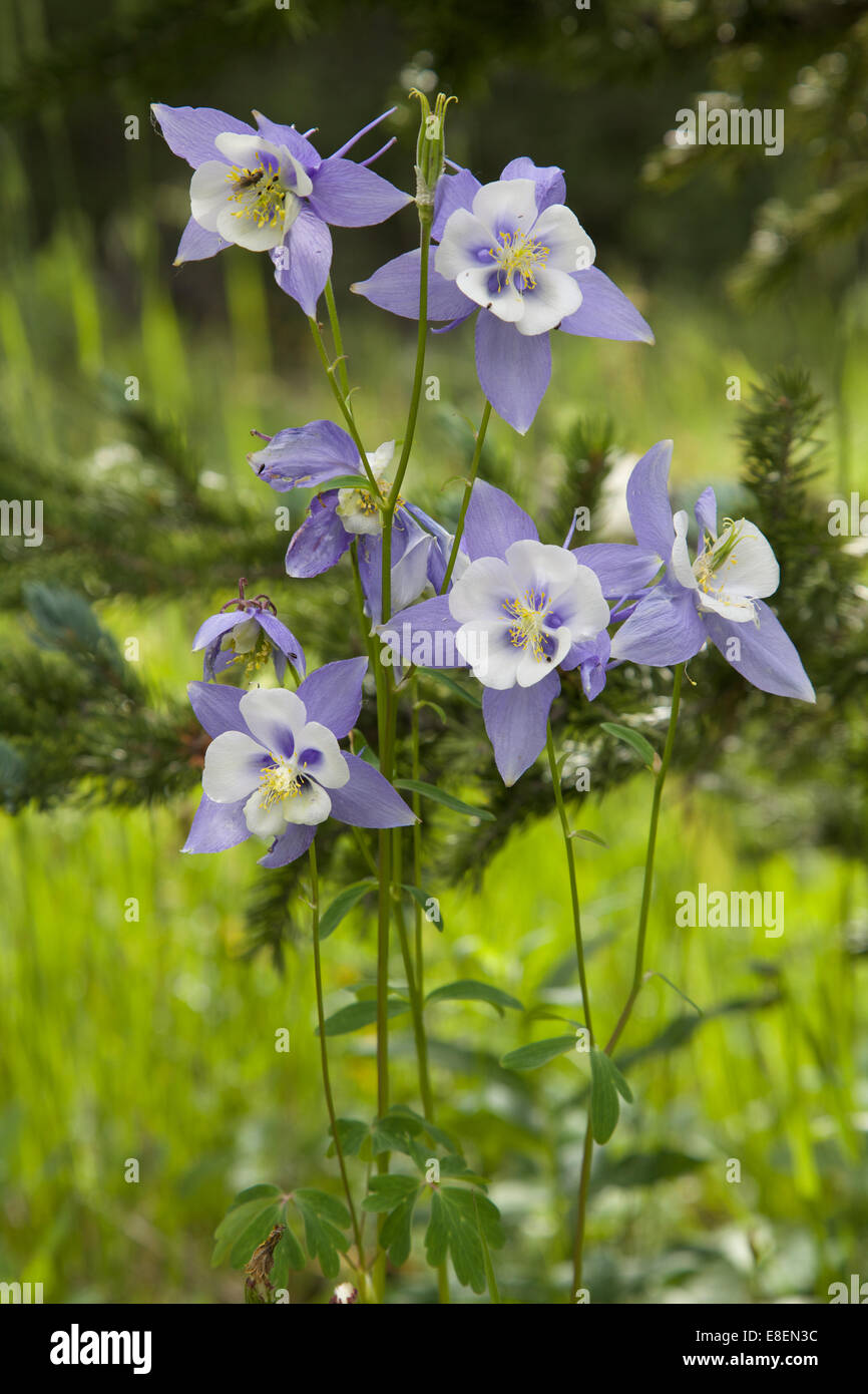 Columbine Colorado State Flower Stock Photo
