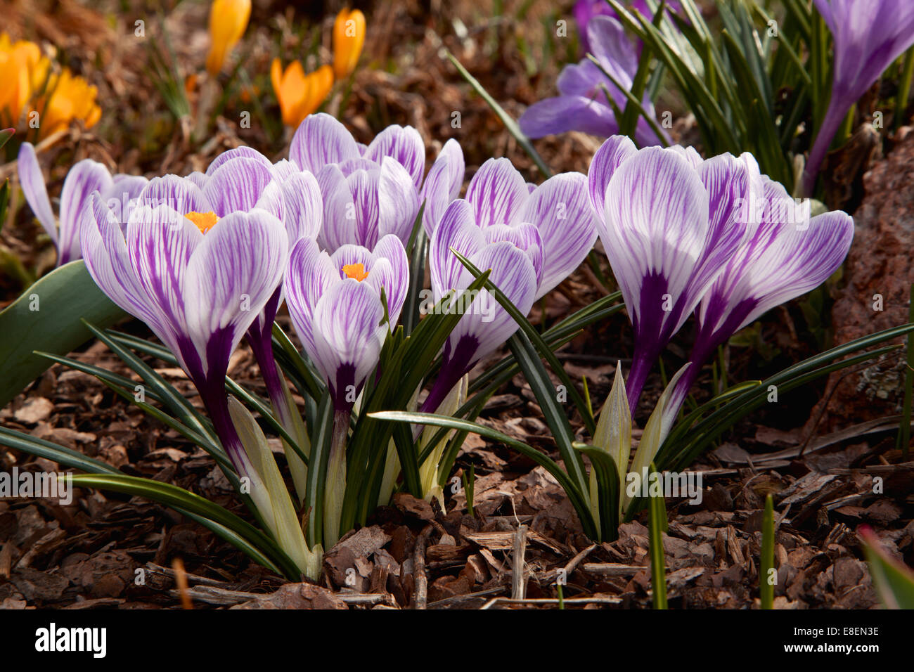 Large-flowering Dutch Pickwick Crocus Stock Photo