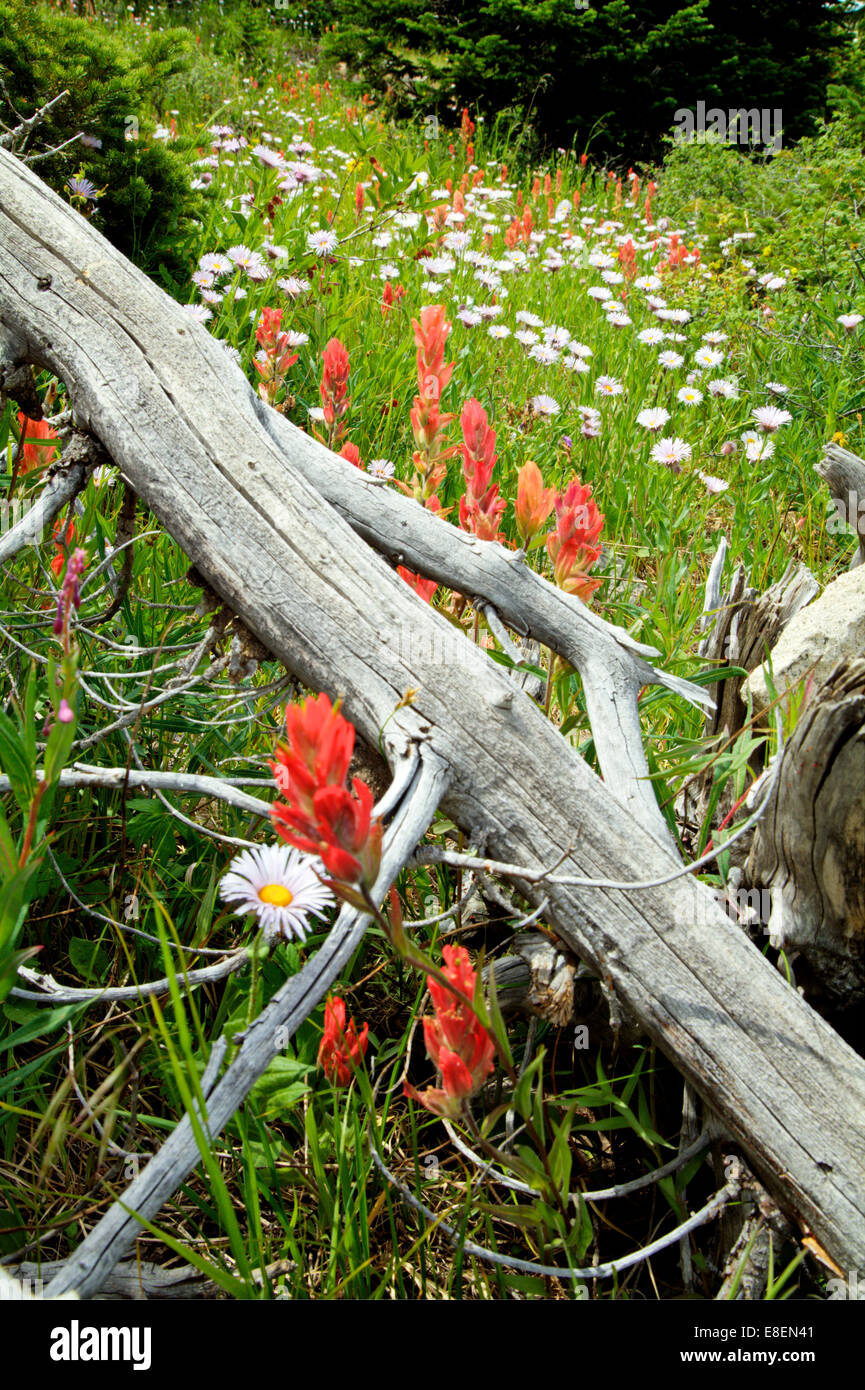 Wildflowers in a mountain meadow Stock Photo