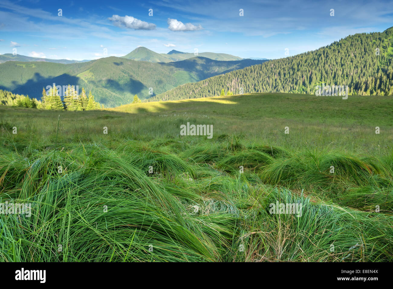 lush grass in high mountain Stock Photo