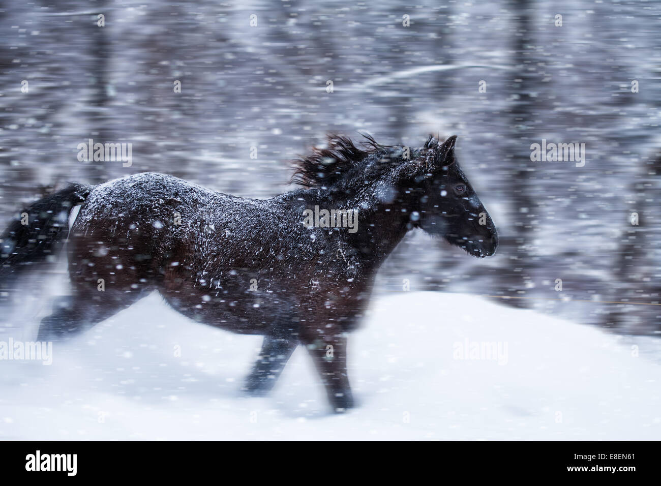 Fast Horse Galloping during a Blizzard in Nature (with motion blur) Stock Photo