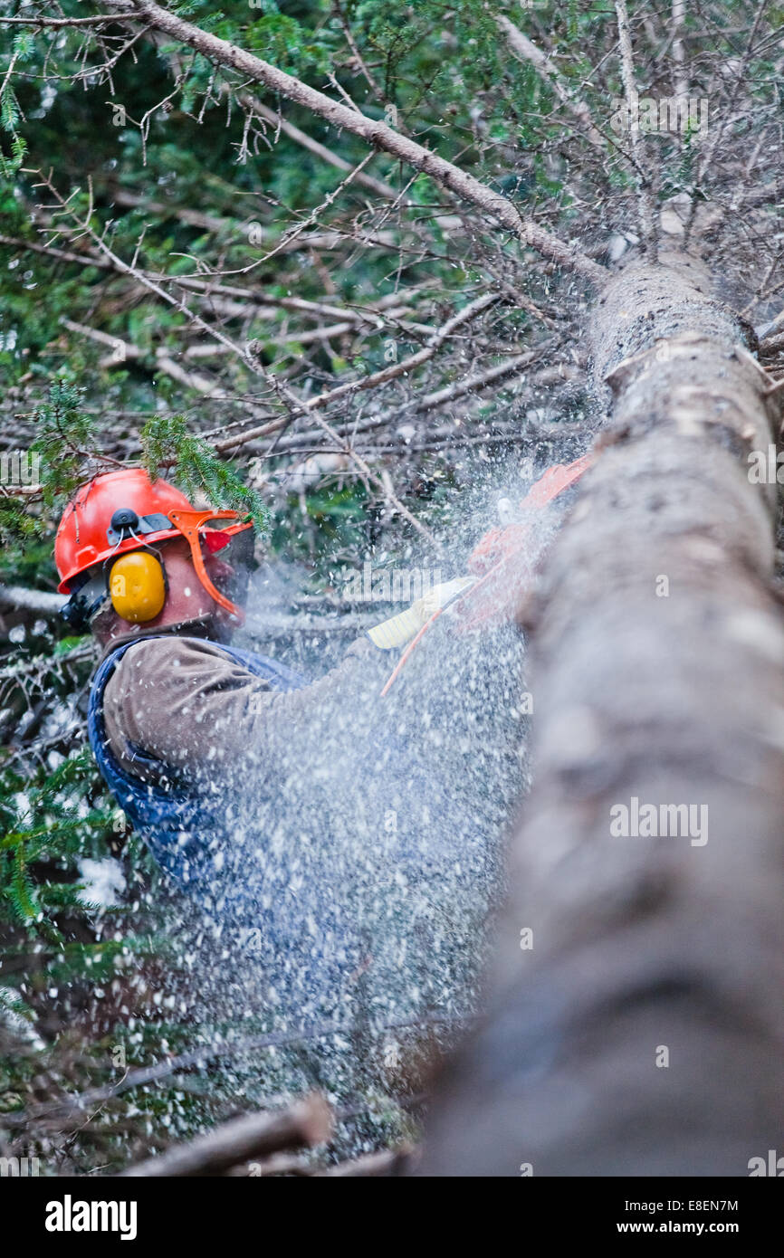 Man Cutting Tree High Resolution Stock Photography and Images Alamy