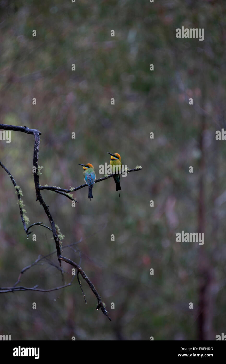 Male and female Rainbow Bee-eater birds resting on branch in the rain. Stock Photo