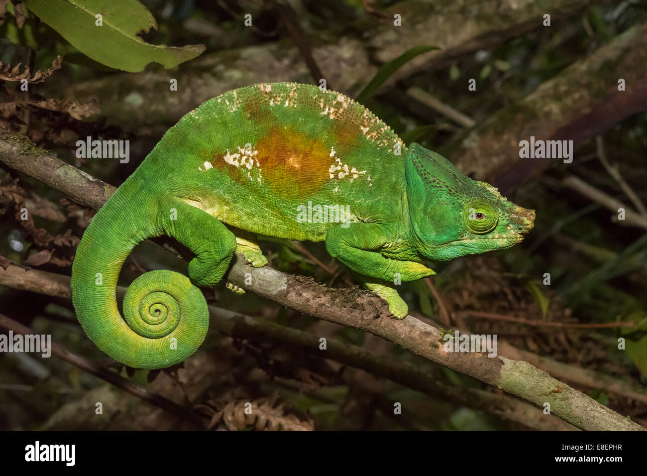 Colorful chameleon of Madagascar Stock Photo