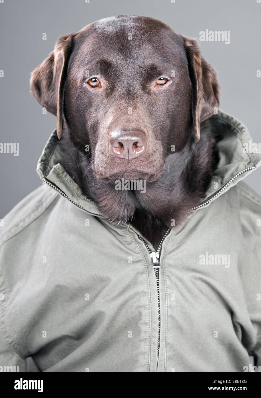 Labrador jacket Clearance