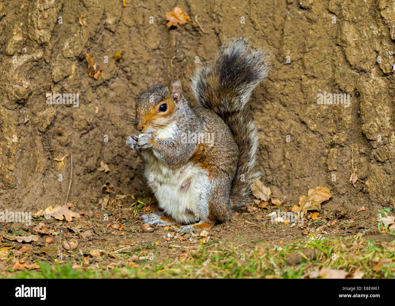 Grey Squirrel. Sciurus carolinensis (Rodentia) Stock Photo