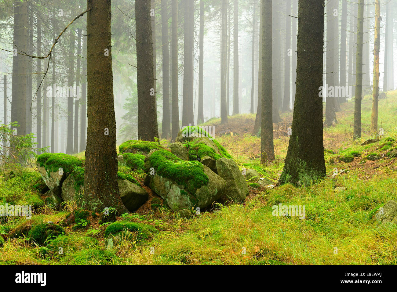 Spruce forest with mossy boulders in the mist, Harz National Park, Saxony-Anhalt, Germany Stock Photo