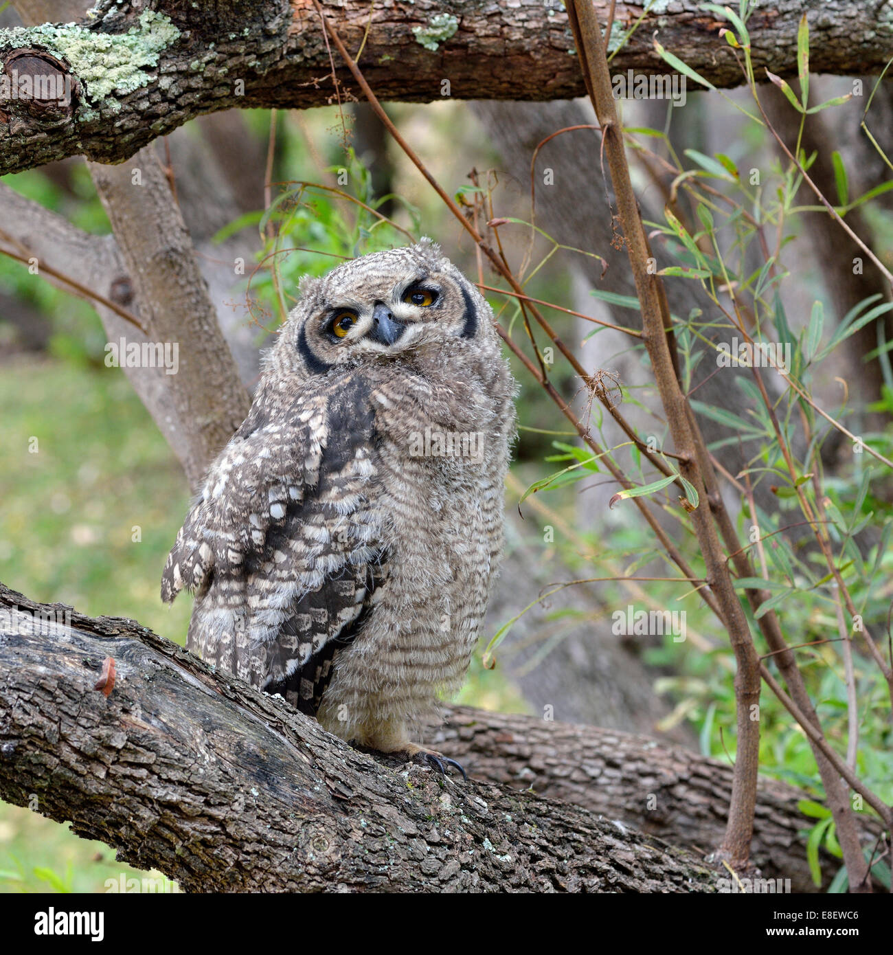 Spotted Eagle-Owl (Bubo africanus), young bird, Kirstenbosch National Botanical Garden, Cape Town, Western Cape, South Africa Stock Photo