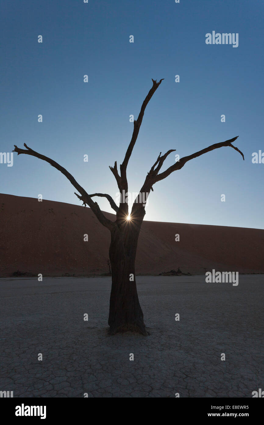 Dead or petrified Acacia tree area in front of a dune in the Dead Vlei or DeadVlei, Namib Desert, Namibia Stock Photo