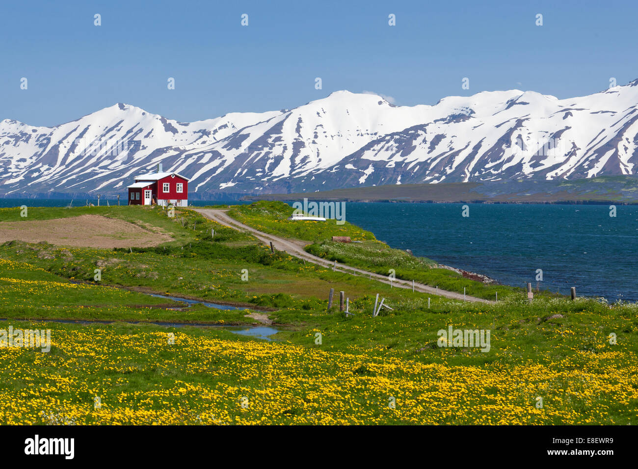 Red farmhouse on a lush green meadow with yellow flowers on the Etjafjördur fjord north of Akureyri, snow-capped mountains at Stock Photo