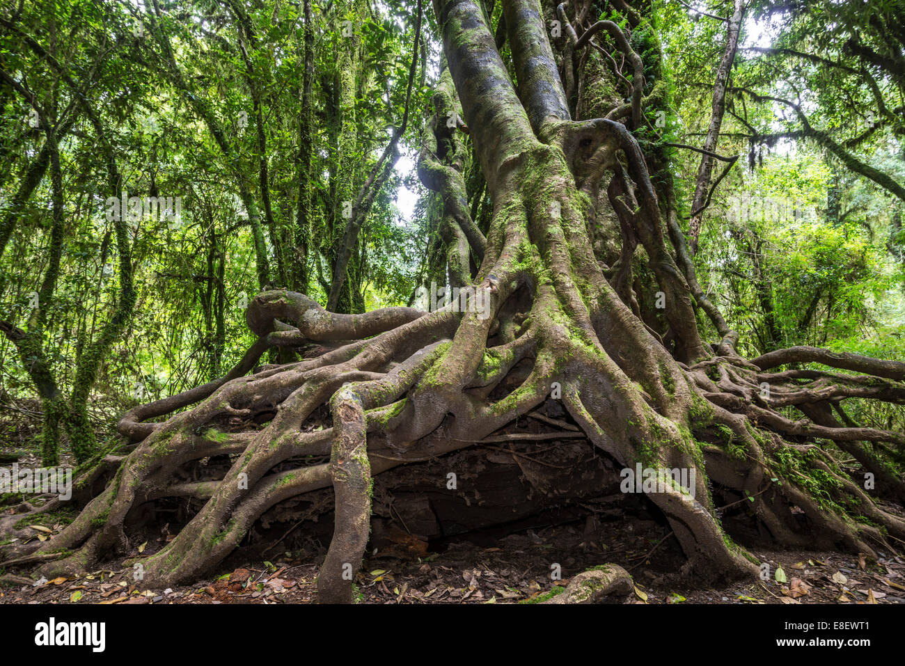 Southern Beech (Nothofagus) with a branched root system, Puyehue National Park, Los Lagos Region, Chile Stock Photo