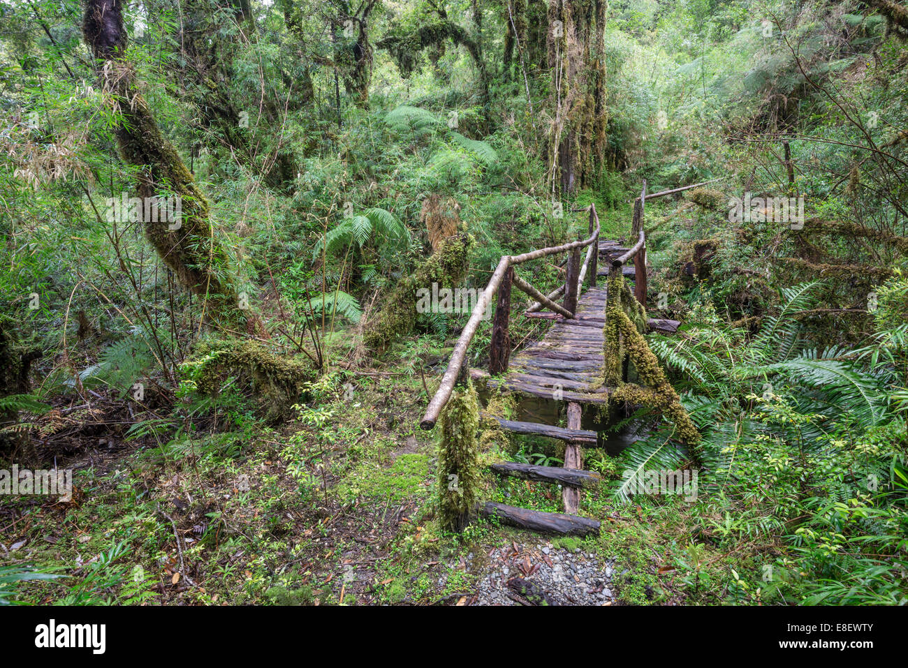 Hiking trail through the cold rain forest to the Cascadas Bajas, Pumalín Park, Chaitén, Los Lagos Region, Chile Stock Photo