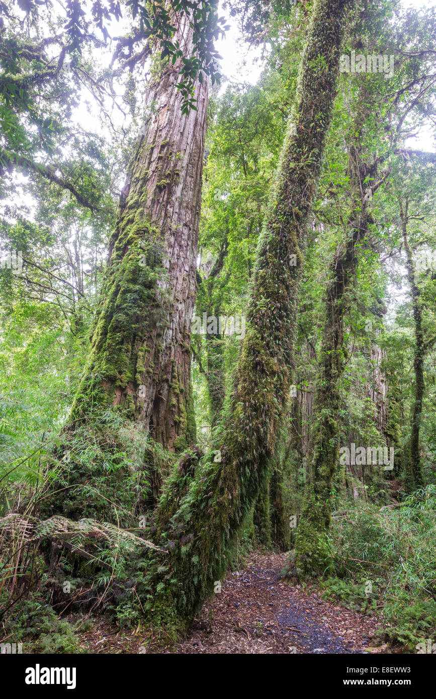 Patagonian Cypress, Chilean False Larch or Alerce (Fitzroya cupressoides), Pumalín Park, Chaitén, Los Lagos Region, Chile Stock Photo