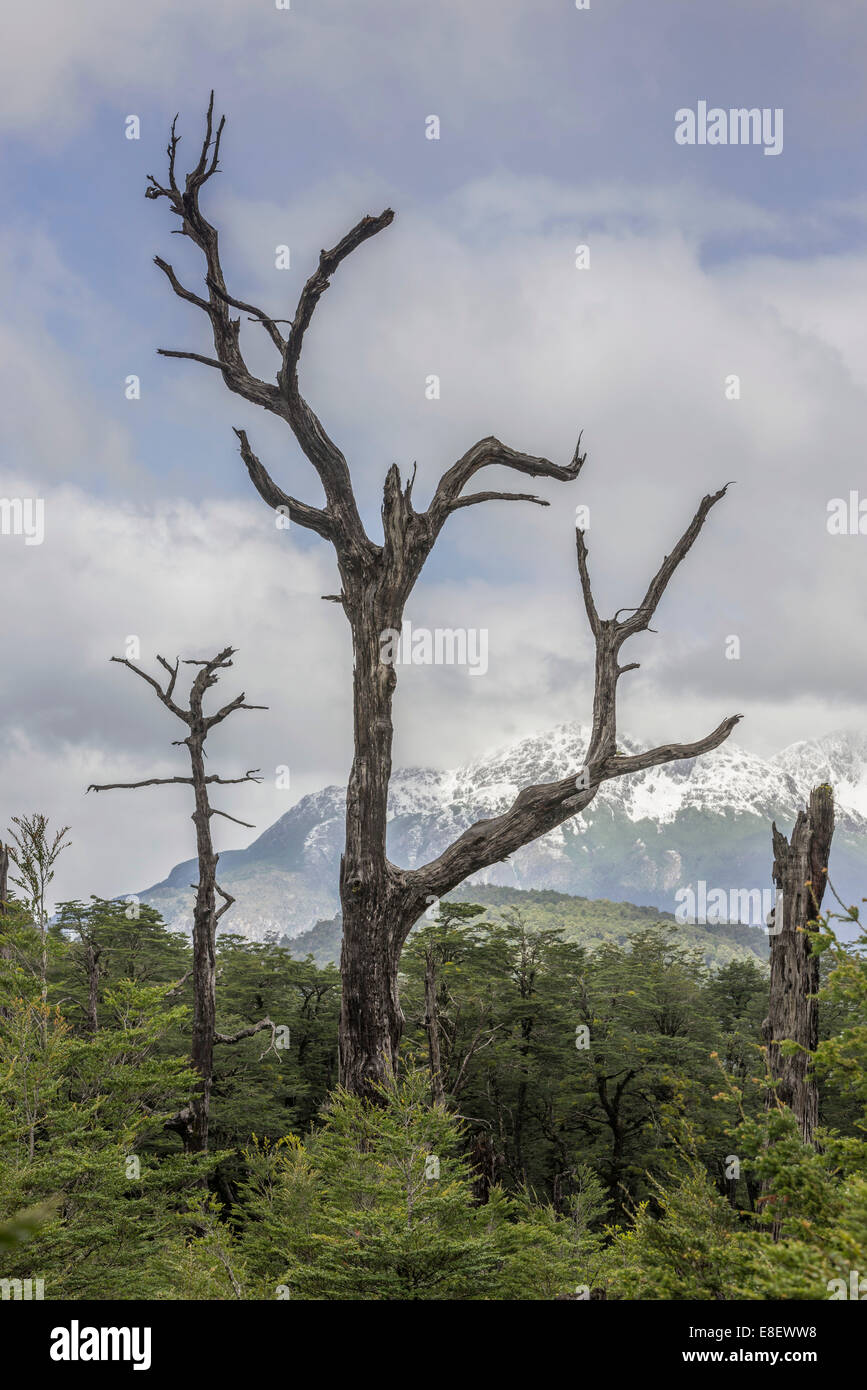 Snow-covered mountains and a dead tree, Carretera Austral, Chaitén, Los Lagos Region, Chile Stock Photo