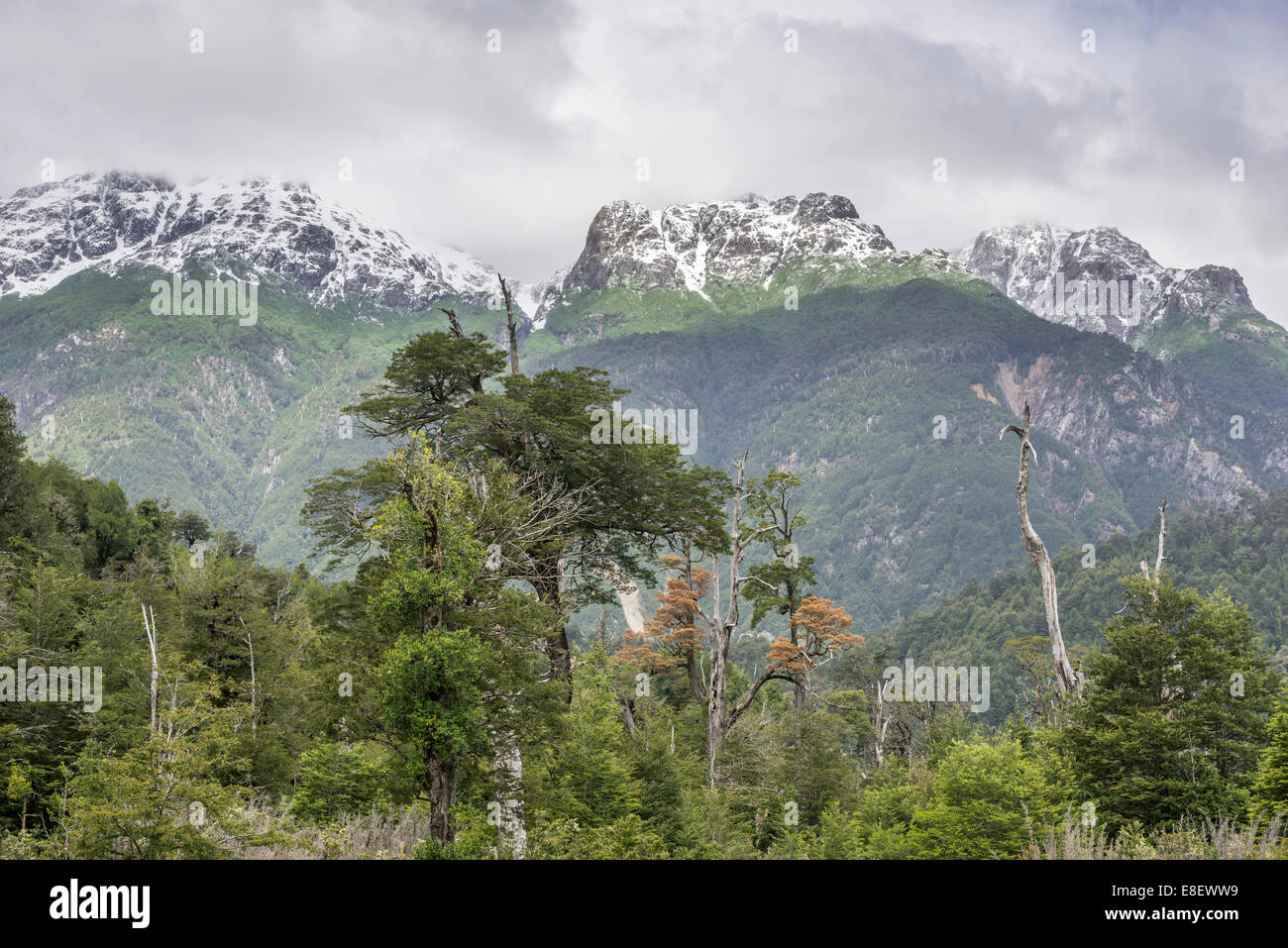 Snow-covered mountains and a cold rain forest, Carretera Austral, Chaitén, Los Lagos Region, Chile Stock Photo