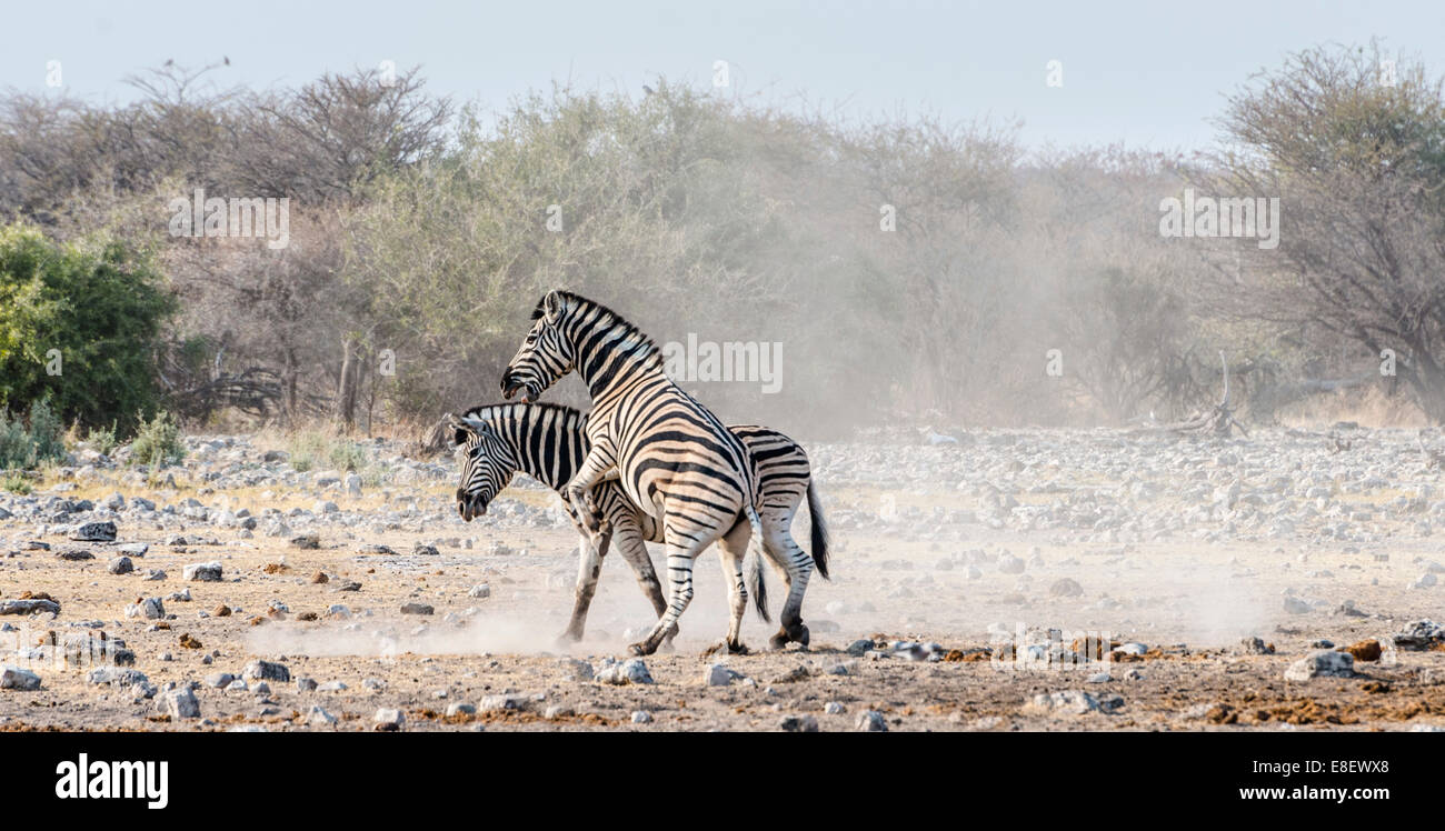 Two fighting Burchell's Zebras, (Equus quagga burchellii), Etosha National Park, Namibia Stock Photo