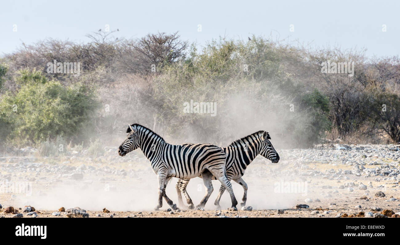 Burchell's Zebras, (Equus quagga burchellii), Etosha National Park, Namibia Stock Photo