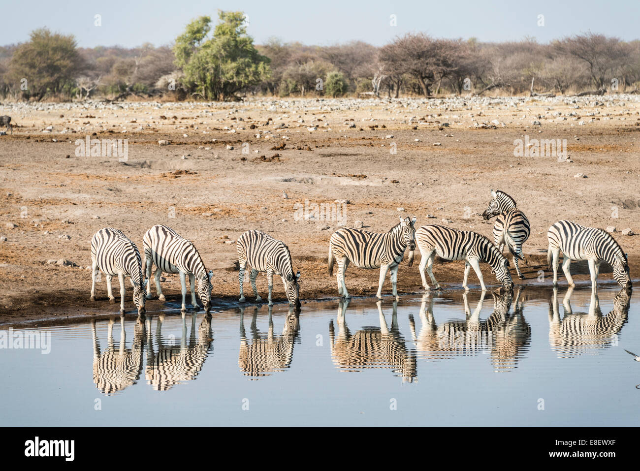 Herd of Burchell's Zebras (Equus quagga burchellii) reflected in the water while drinking, Chudop water hole Stock Photo