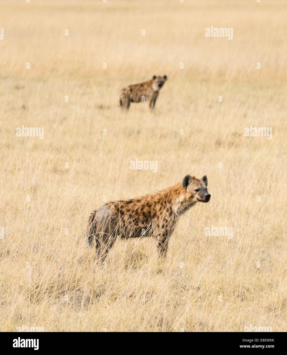 Spotted Hyenas (Crocuta crocuta) in the dry grass, Etosha National Park, Namibia Stock Photo