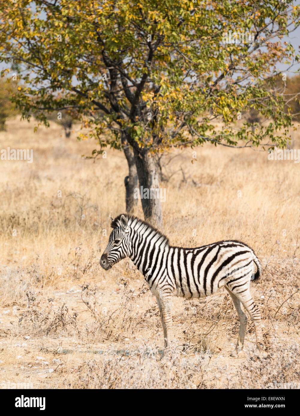 Young Burchell's Zebra (Equus quagga burchellii) standing in the bush, Etosha National Park, Namibia Stock Photo