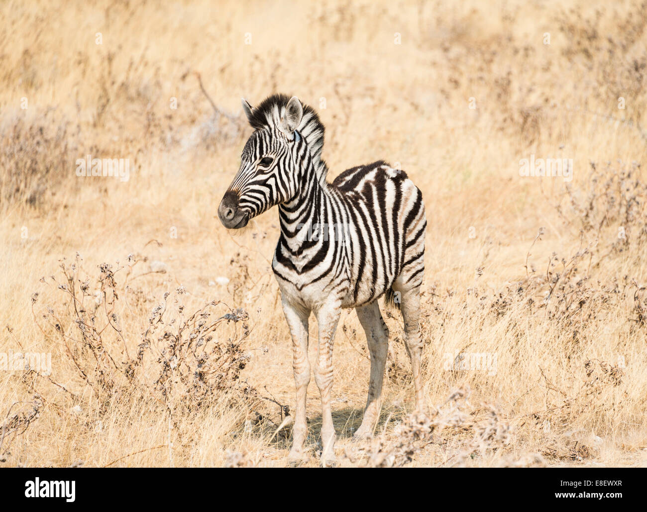 Young Burchell's Zebra (Equus quagga burchellii) standing in the dry bush, Etosha National Park, Namibia Stock Photo