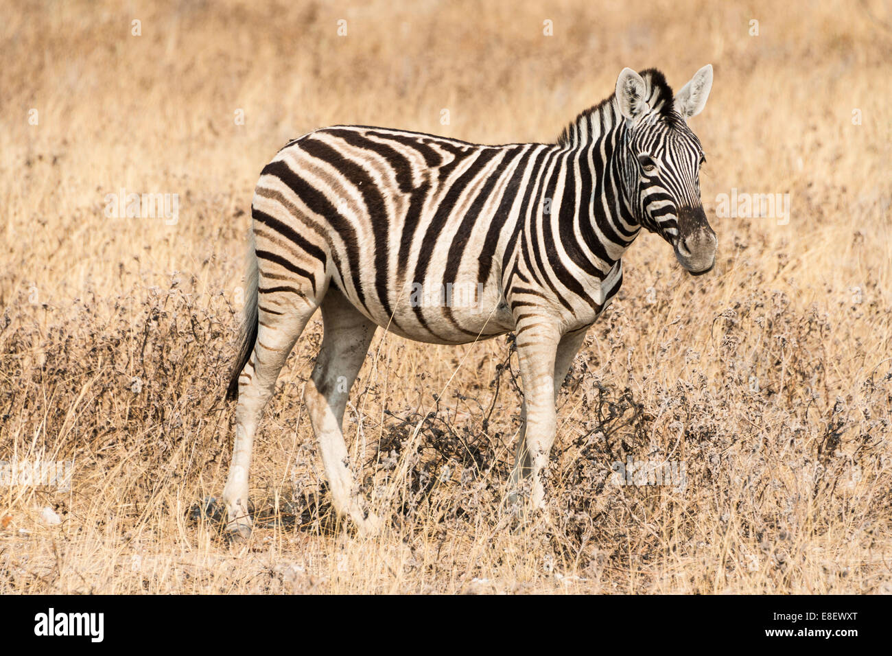 Young Burchell's Zebra (Equus quagga burchellii), Etosha National Park, Namibia Stock Photo