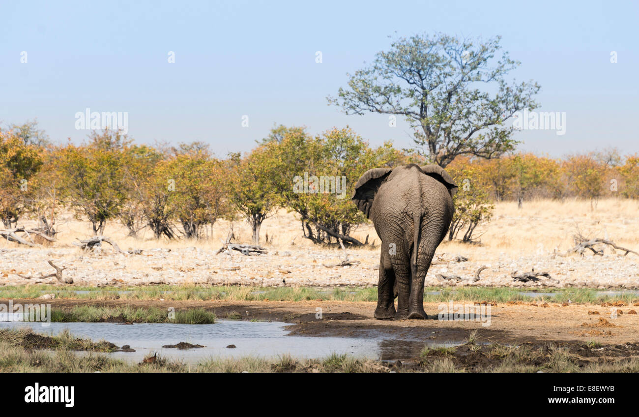 African Elephant (Loxodonta africana) from behind at the Rietfontein waterhole, Etosha National Park, Namibia Stock Photo