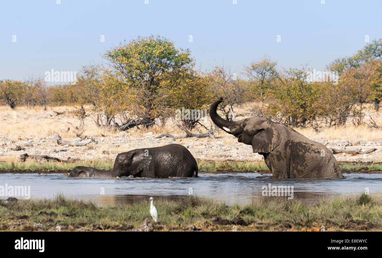 African Elephants (Loxodonta africana) with young bathing at the Rietfontein waterhole, Etosha National Park, Namibia Stock Photo