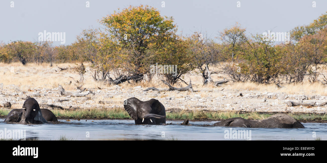 African Elephants (Loxodonta africana) with young bathing at the Rietfontein waterhole, Etosha National Park, Namibia Stock Photo