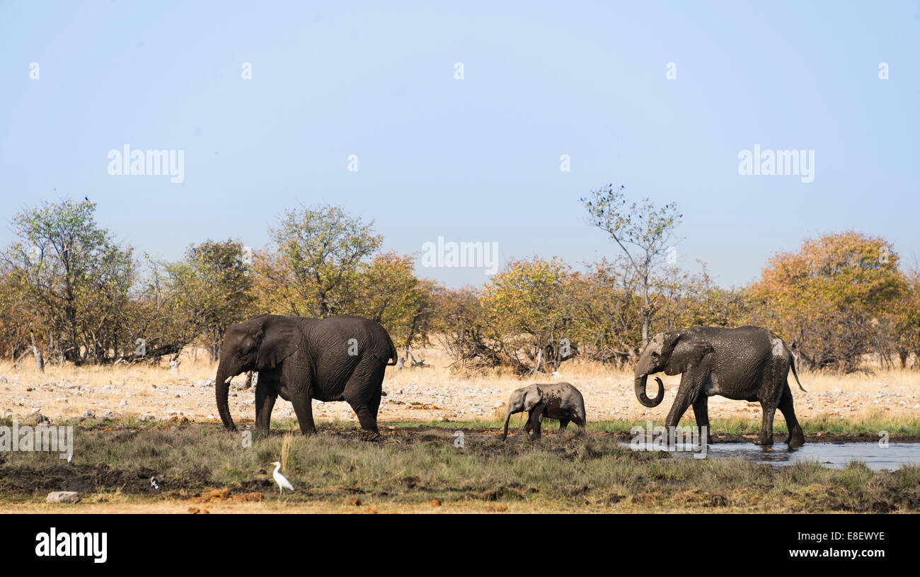 African Elephants (Loxodonta africana) with calf after swimming, Rietfontein waterhole, Etosha National Park, Namibia Stock Photo