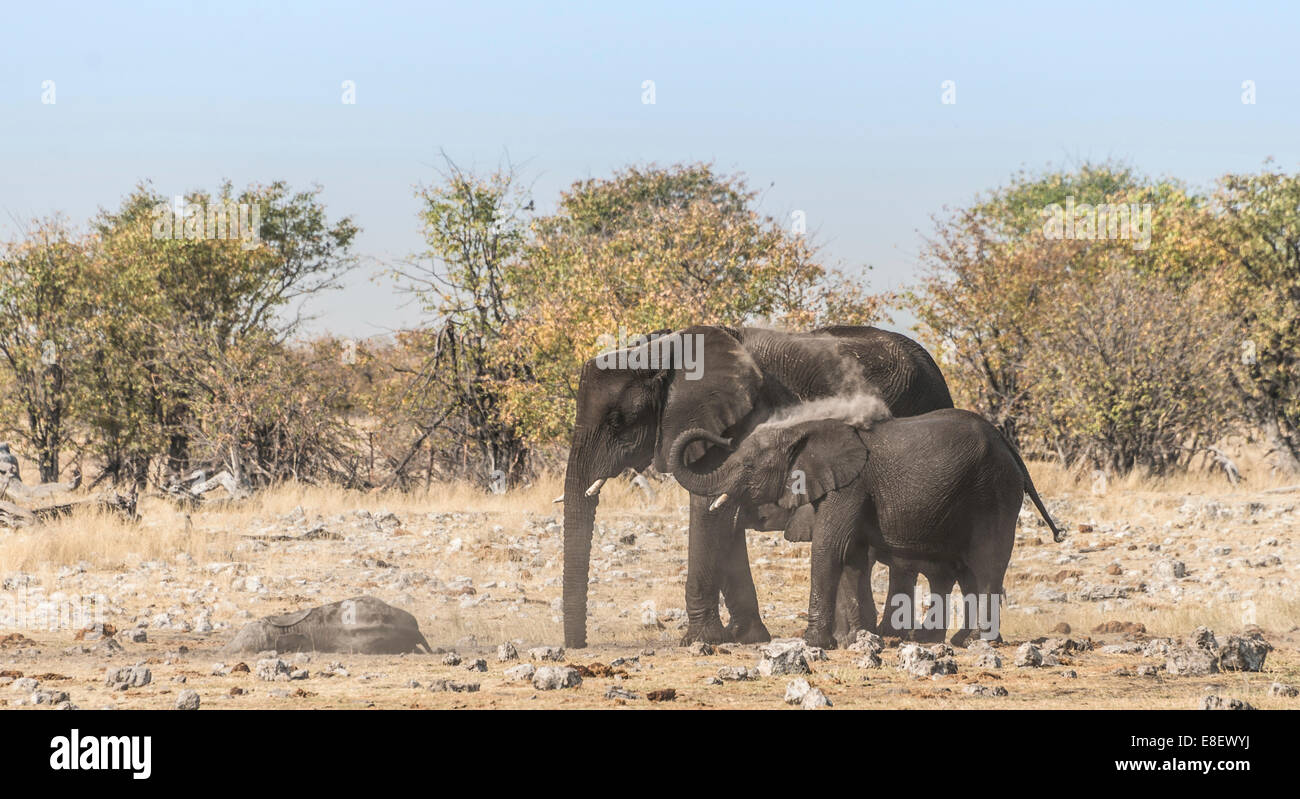 African Elephant (Loxodonta africana) adult with calf taking a dust bath, Rietfontein waterhole, Etosha National Park, Namibia Stock Photo