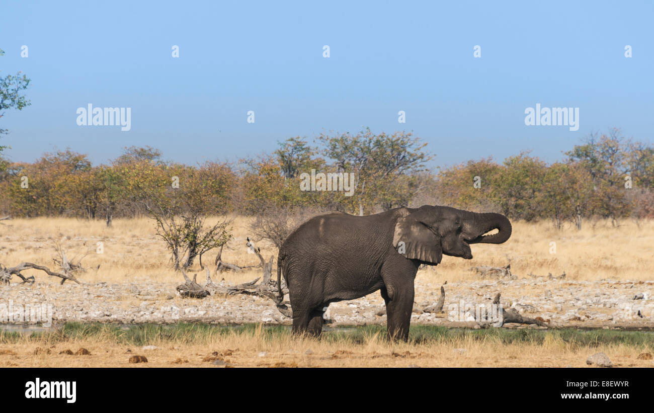 Young African Elephant (Loxodonta africana) drinking, Rietfontein waterhole, Etosha National Park, Namibia Stock Photo