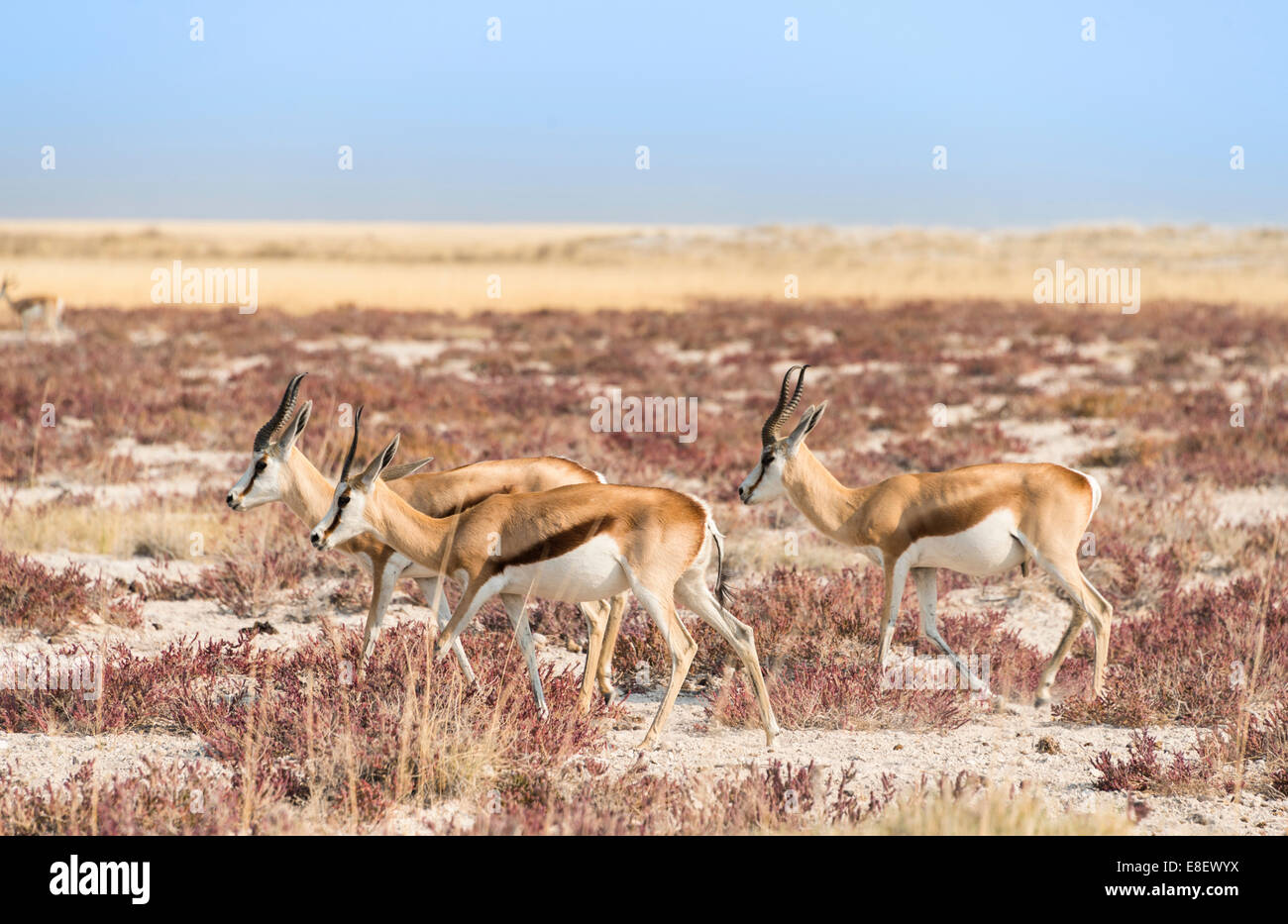 Groupe of springboks (Antidorcas marsupialis), Etosha National Park, Namibia Stock Photo