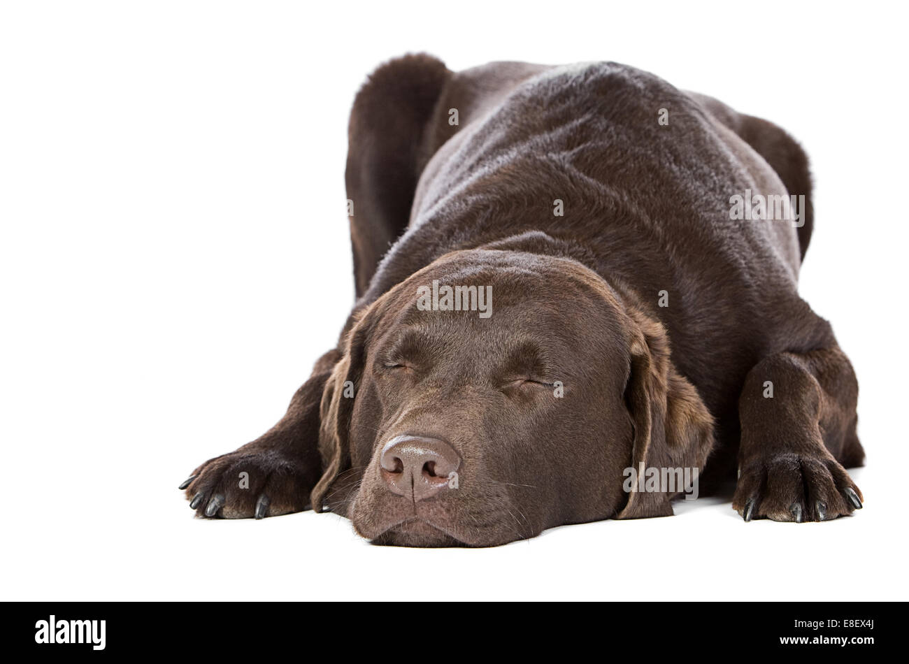 Handsome Chocolate Labrador - Let Sleeping Dogs Lie Stock Photo