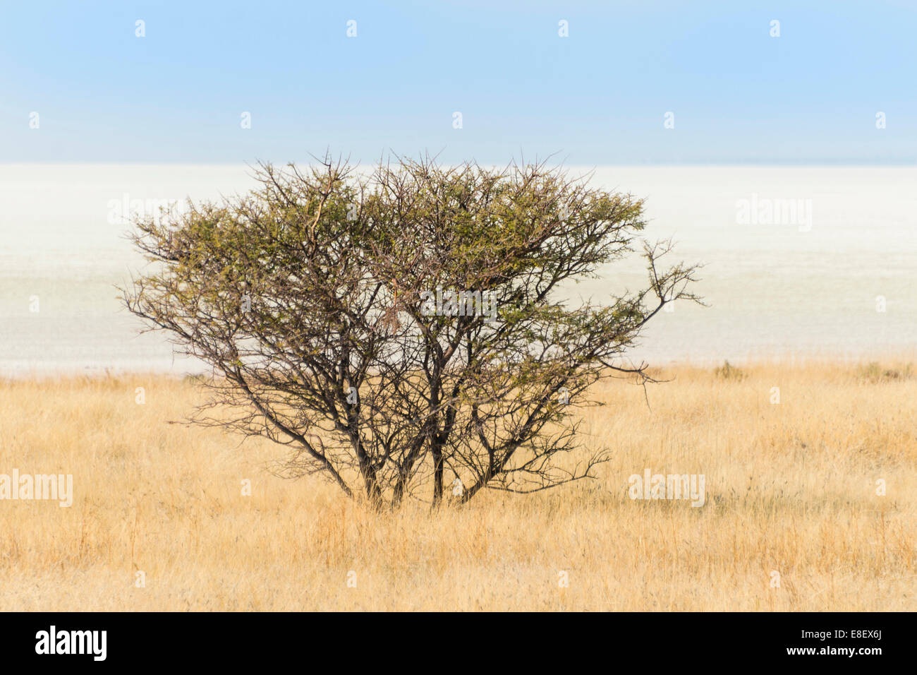 Acacia bush, Etosha National Park, Namibia Stock Photo
