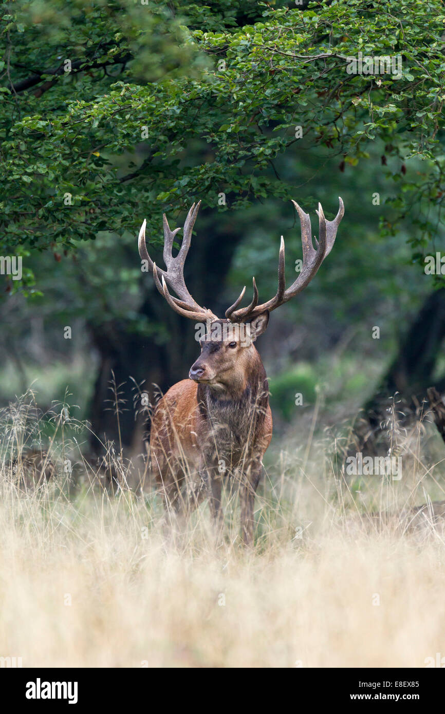 Red Deer (Cervus elaphus), stag, Copenhagen, Denmark Stock Photo