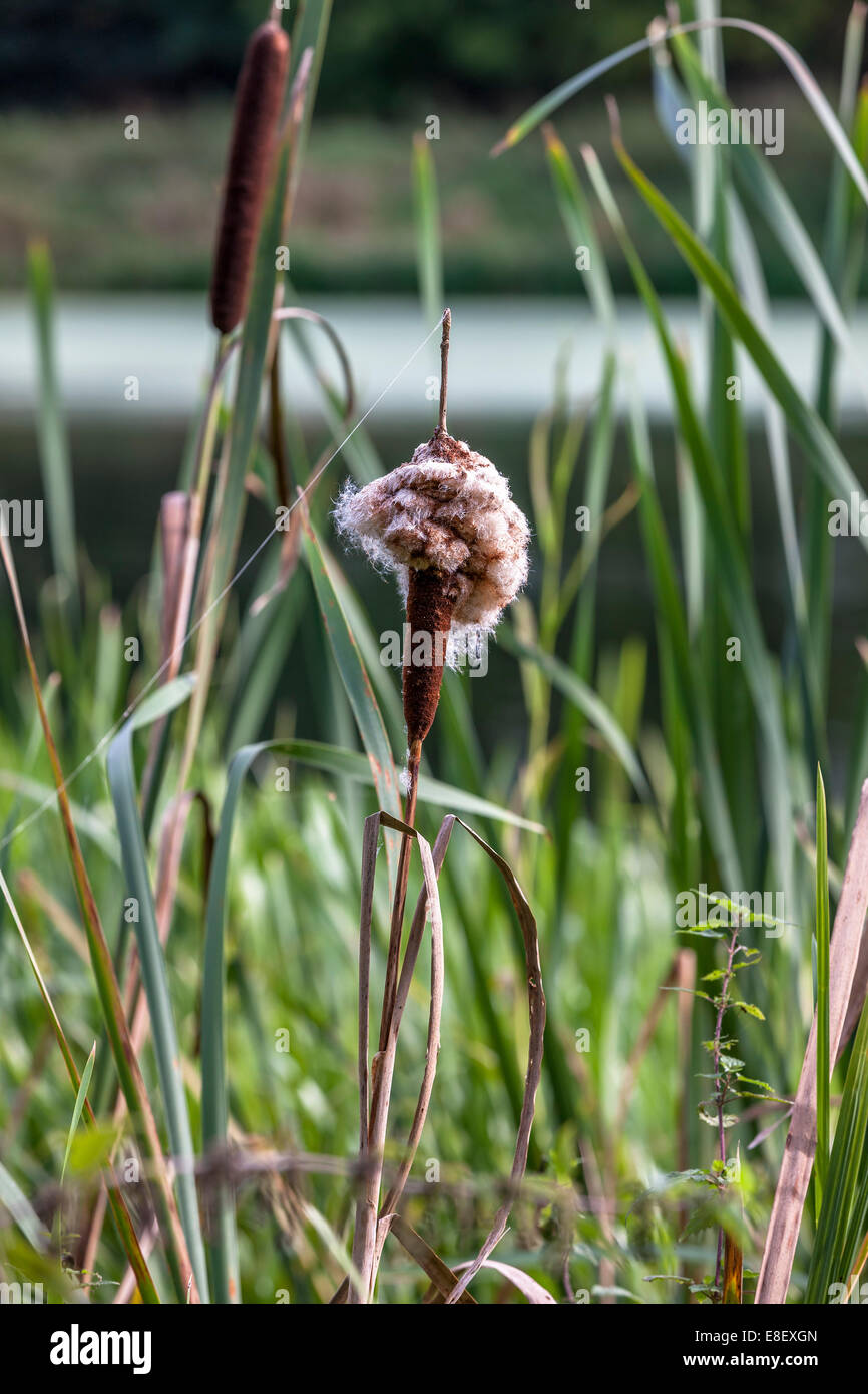 Reed Mace. Typha latifolia (Typhaceae) going to Seed. Stock Photo