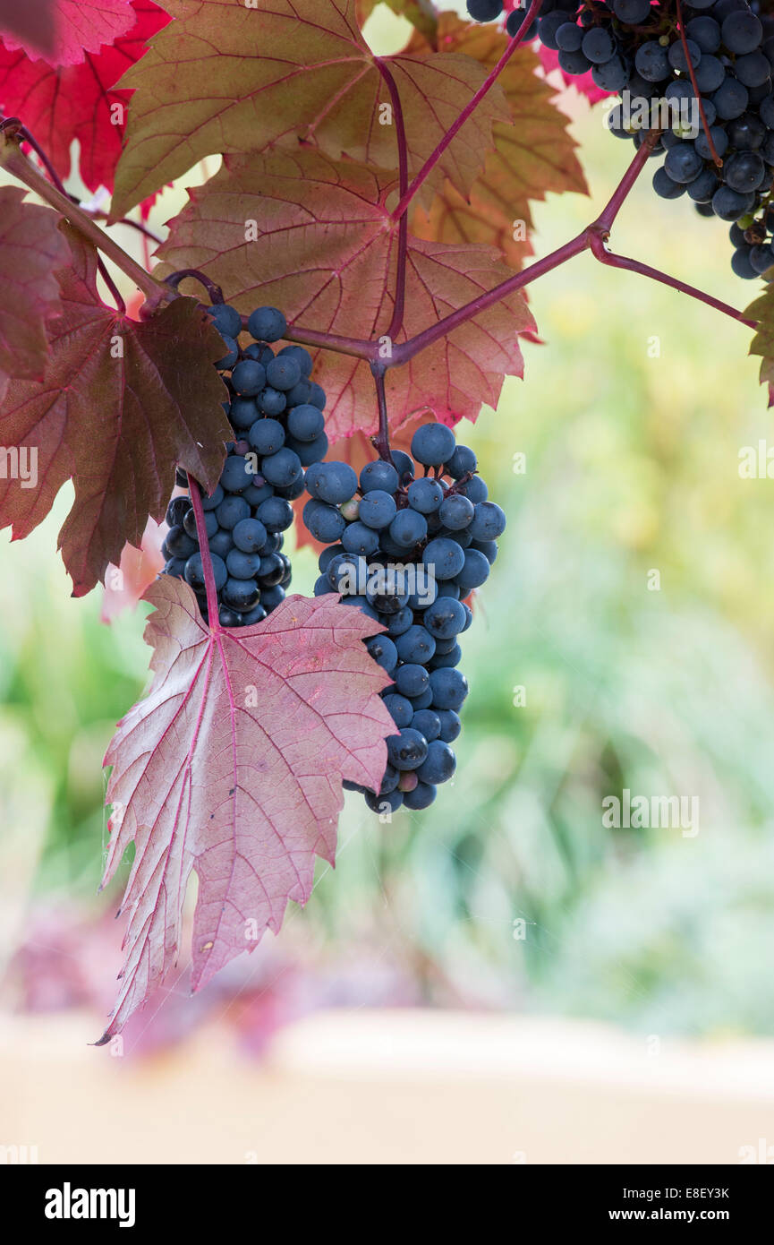Vitis vinifera. Black Grapes on the vine Stock Photo