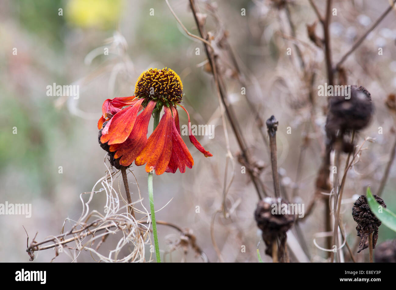 Helenium. Dying sneezeweed flower at the end of the season Stock Photo