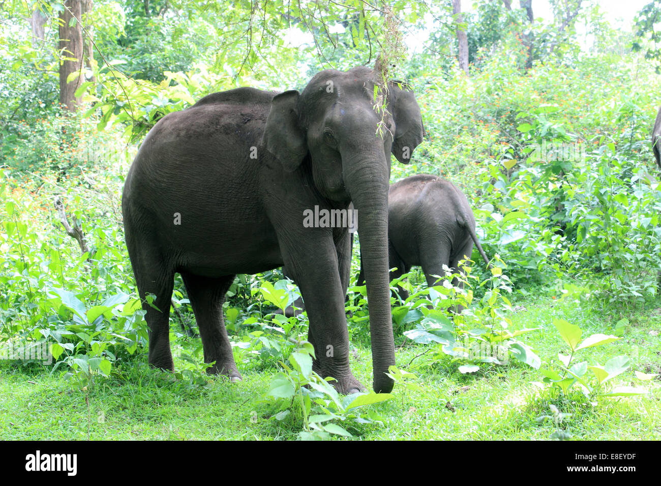 Indian wild elephants Muthanga Wildlife Sanctuary, Sulthan Bathery, kerala, India Stock Photo