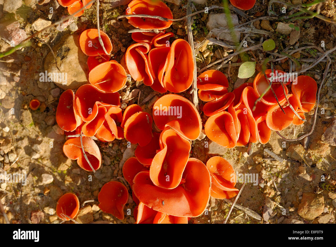 Orange Peel Fungus (Aleuria aurantia) is a widespread ascomycete fungus in the order Pezizales. Stock Photo