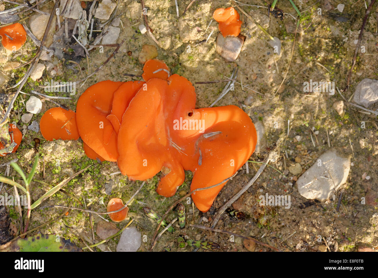 Orange Peel Fungus (Aleuria aurantia) is a widespread ascomycete fungus in the order Pezizales. Stock Photo