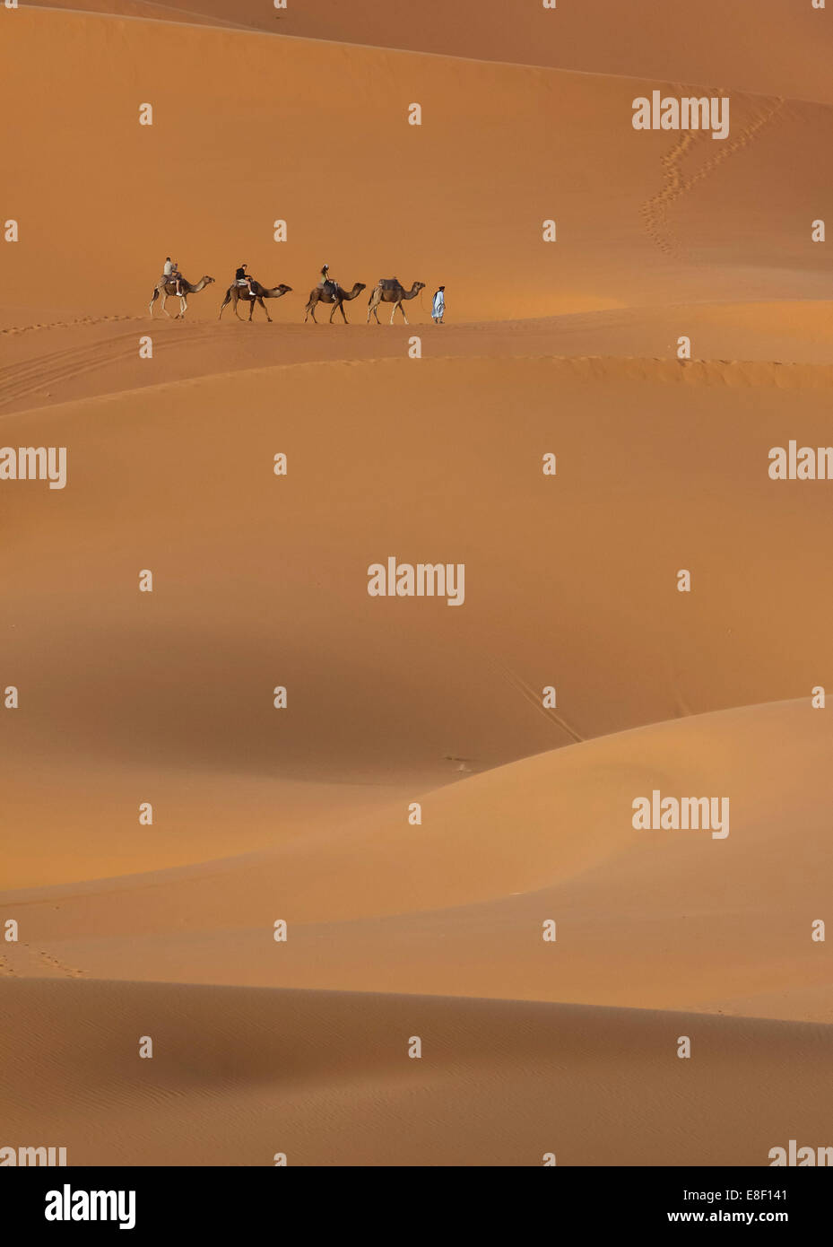 beber man with tourist people leading camels across the sand dunes, Merzouga, Sahara Desert, Morocco Stock Photo