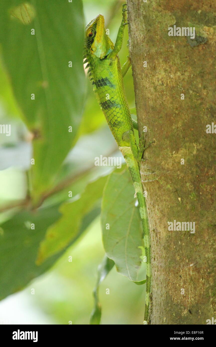 Beautiful Green Chameleon from Gavi, Ecotourism Stock Photo