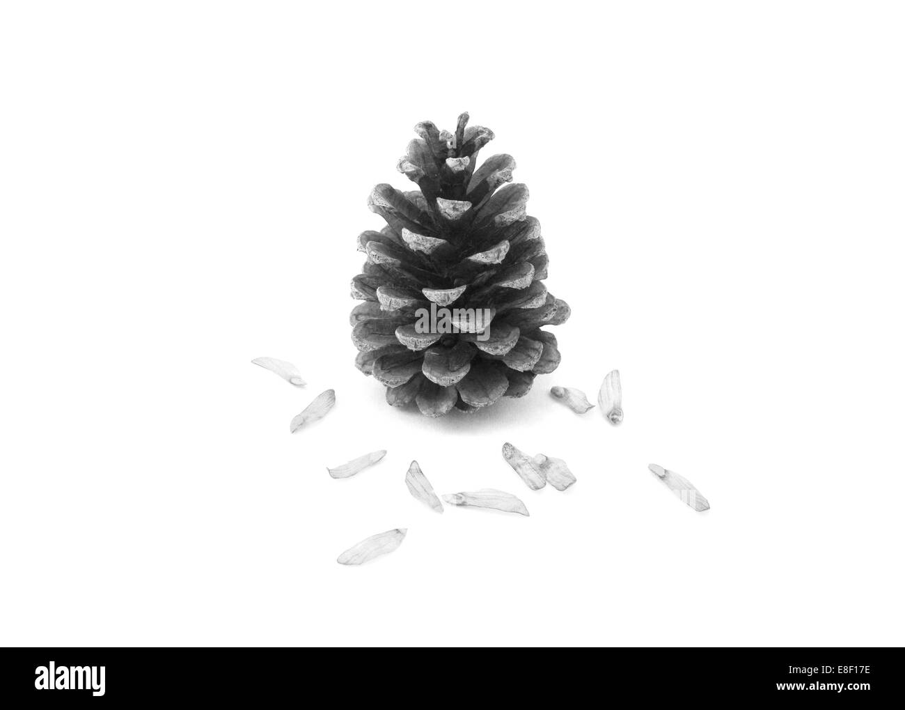 Large fir cone surrounded by delicate seeds, isolated on a white background - monochrome processing Stock Photo