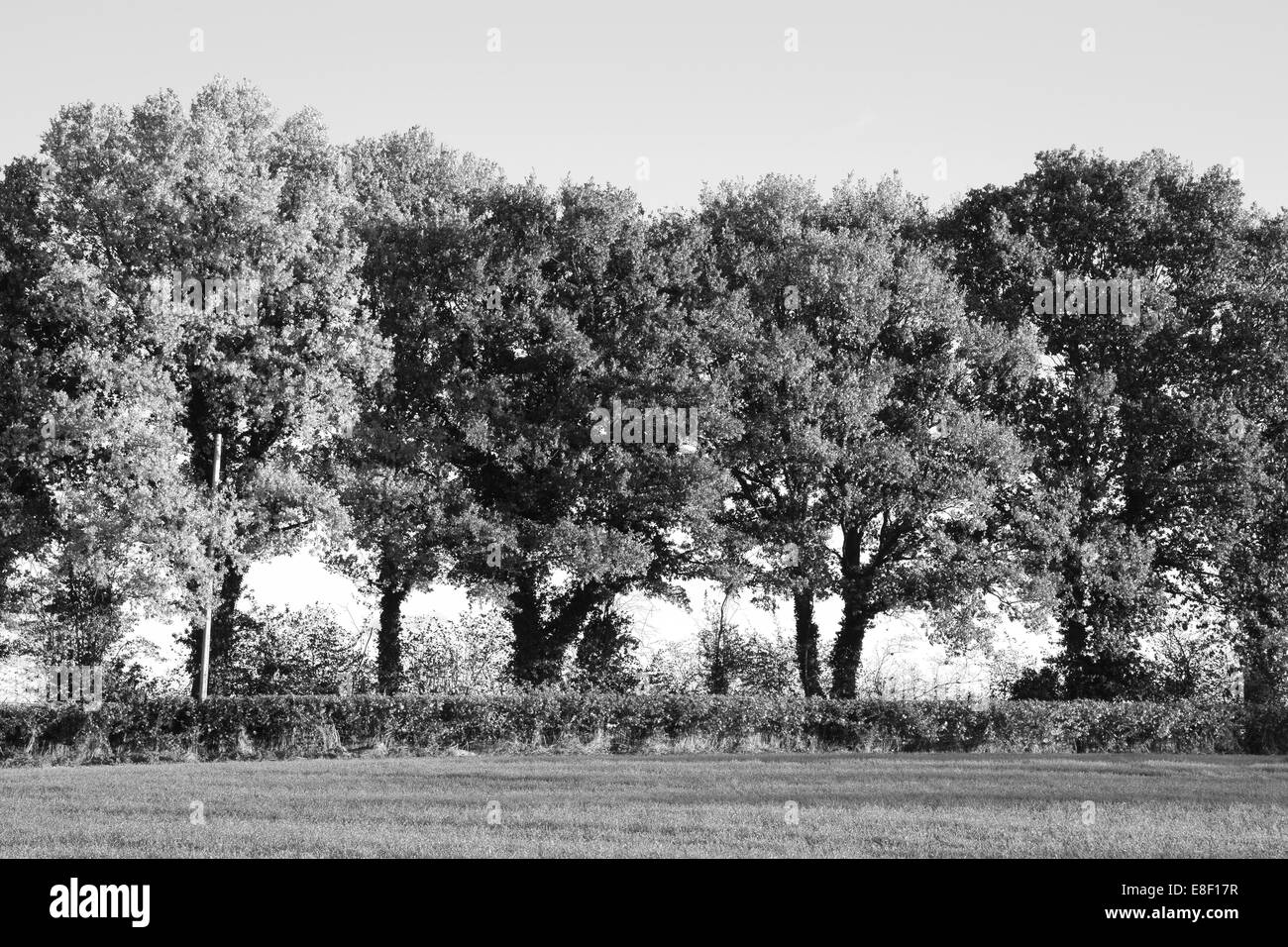 Trees in autumn at the edge of a lush farm field - monochrome processing Stock Photo